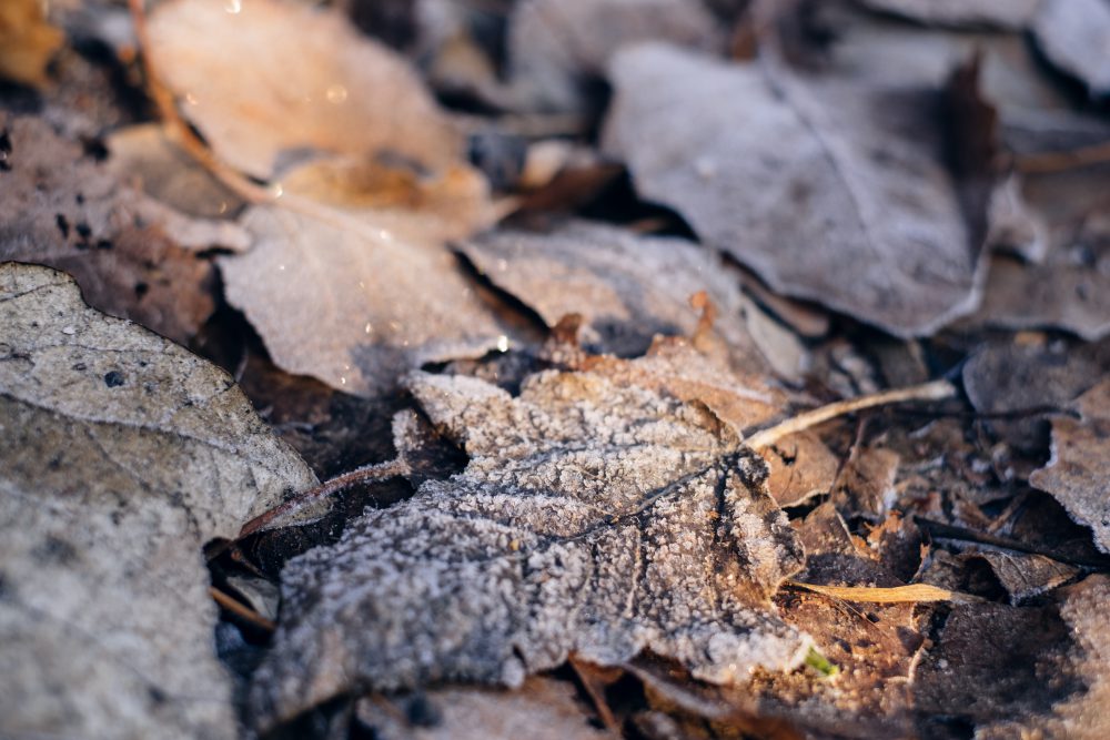 Frosted leaves 5 - free stock photo