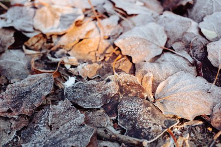 Frosted leaves 6 - free stock photo