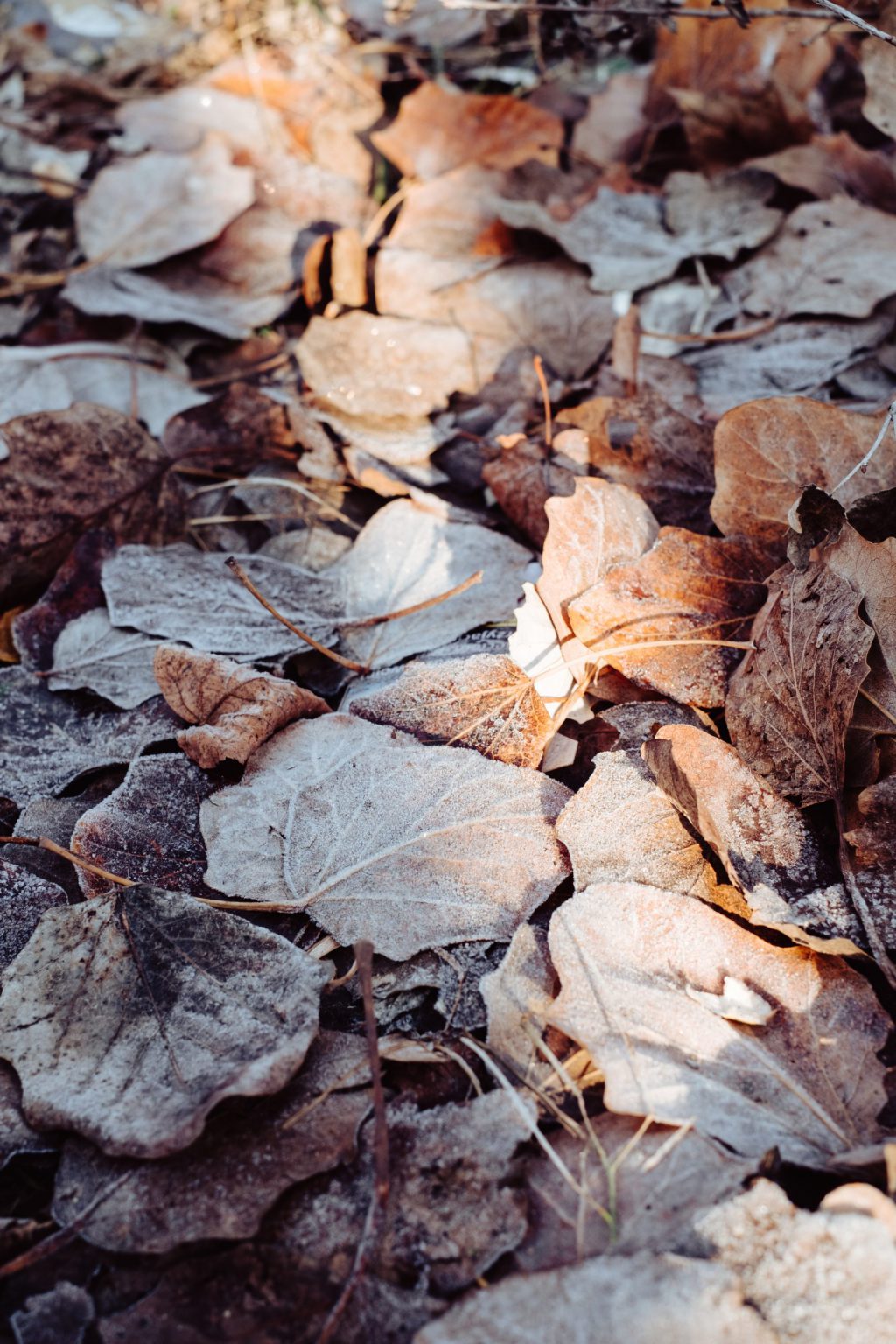 Frosted leaves 7 - free stock photo