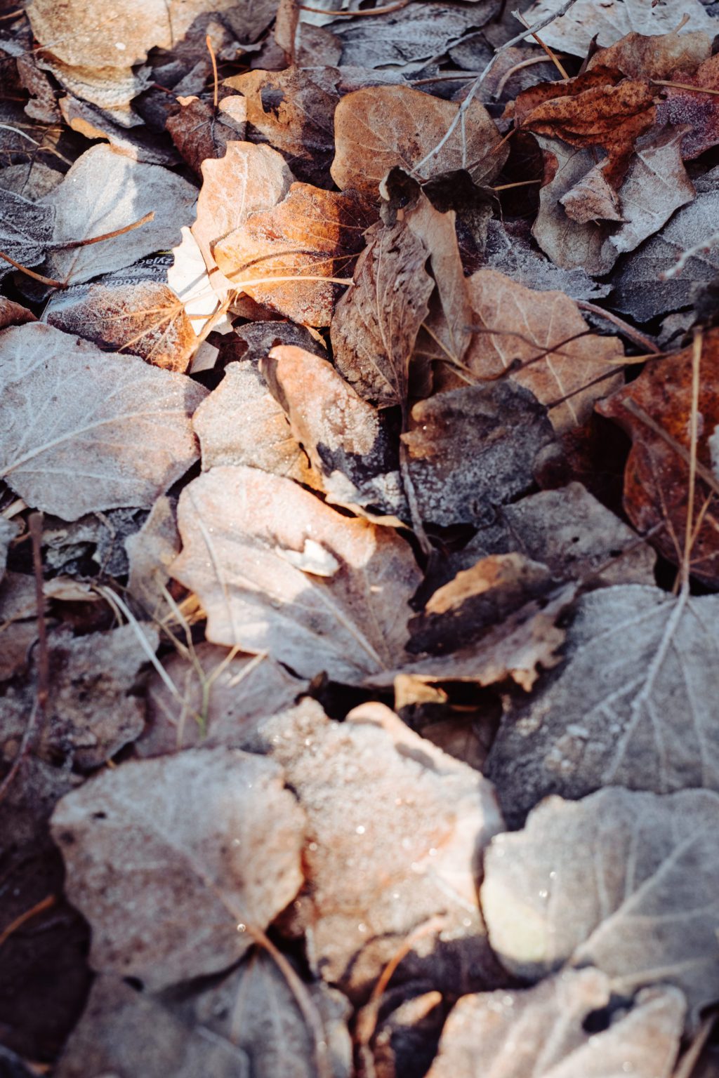 Frosted leaves 8 - free stock photo