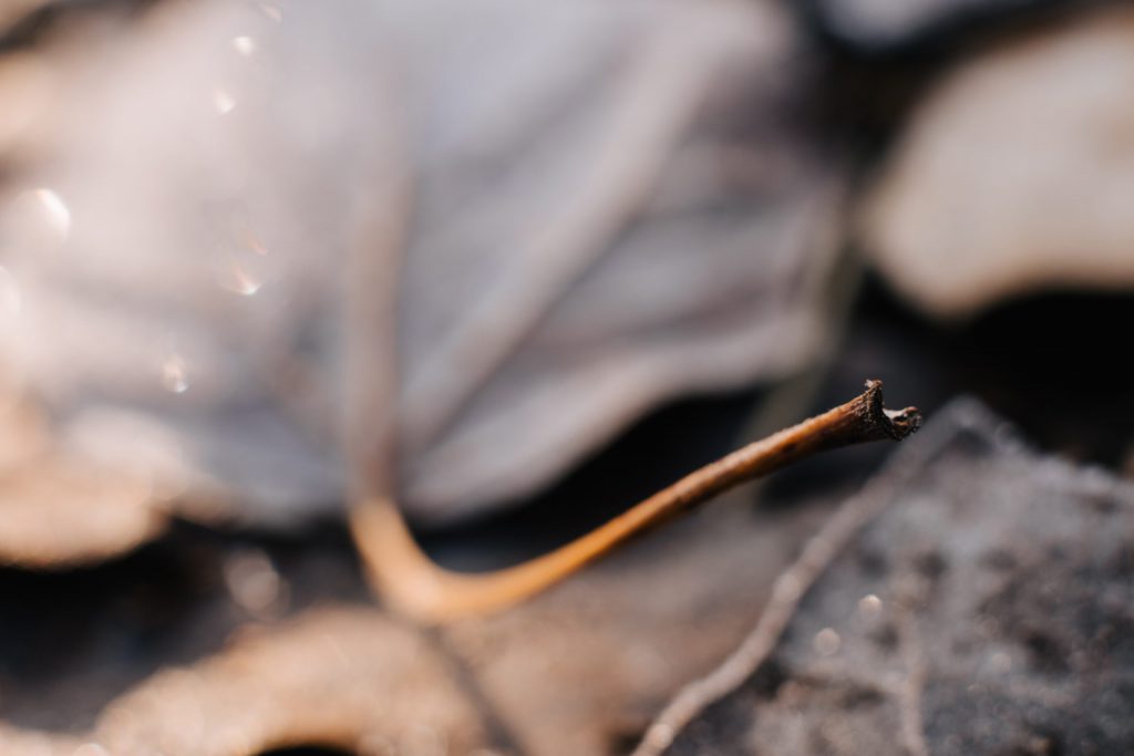 frosted_leaves_closeup-scaled-1024x683.j