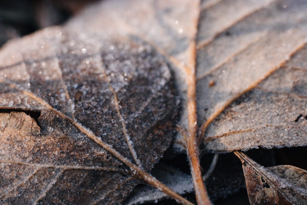 Frosted leaves closeup 2 - free stock photo
