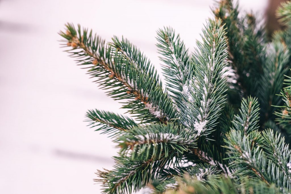 Snow covered spruce branch - free stock photo