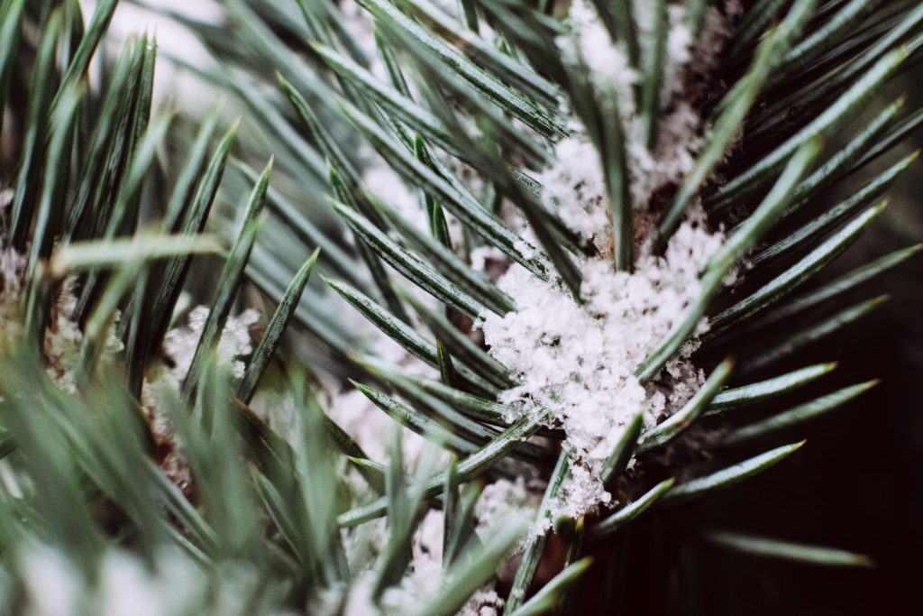Snow covered spruce branch closeup - free stock photo