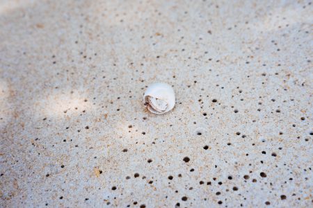 A hermit crab on a beach - free stock photo