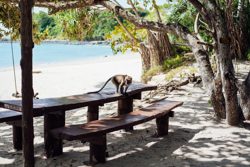 A monkey on a beach in Thailand - free stock photo