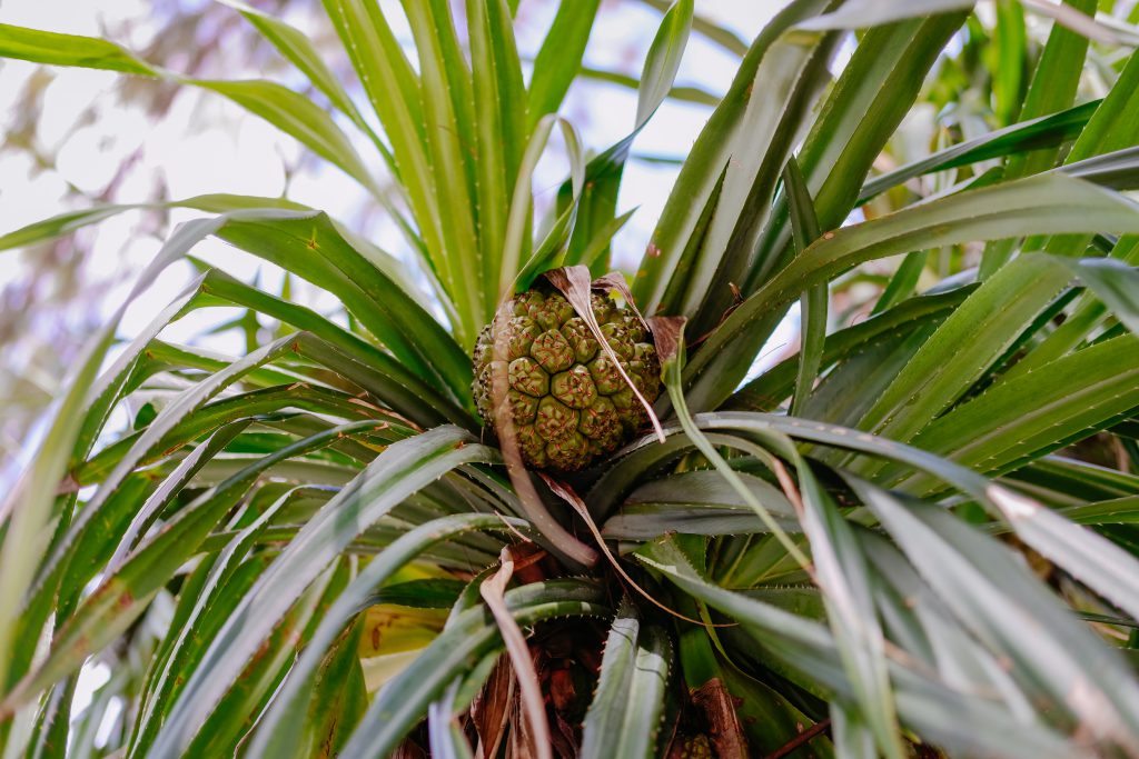 Pineapple tree - free stock photo