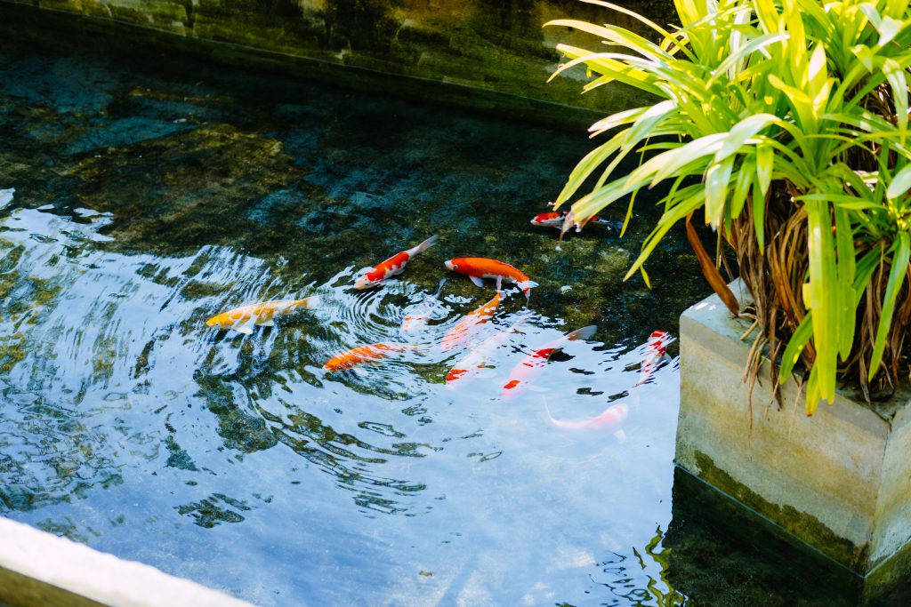 School of koi fish - free stock photo