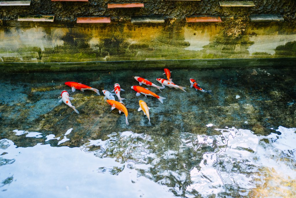 School of koi fish 2 - free stock photo