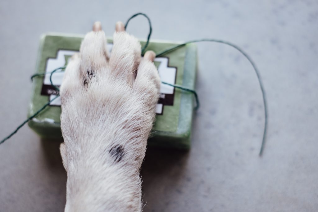 Dog’s paw on a soap bar - free stock photo