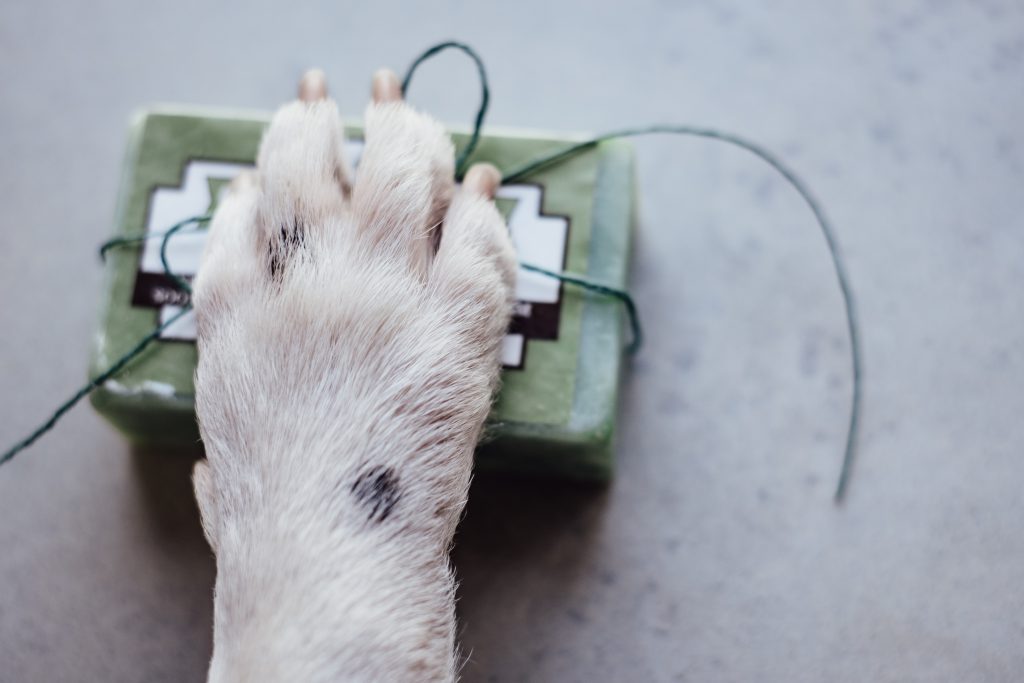 dogs paw on a soap bar 1024x683 - Blood Sugar Log