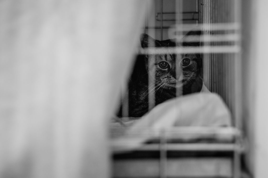 A cat at a vet hospital - free stock photo