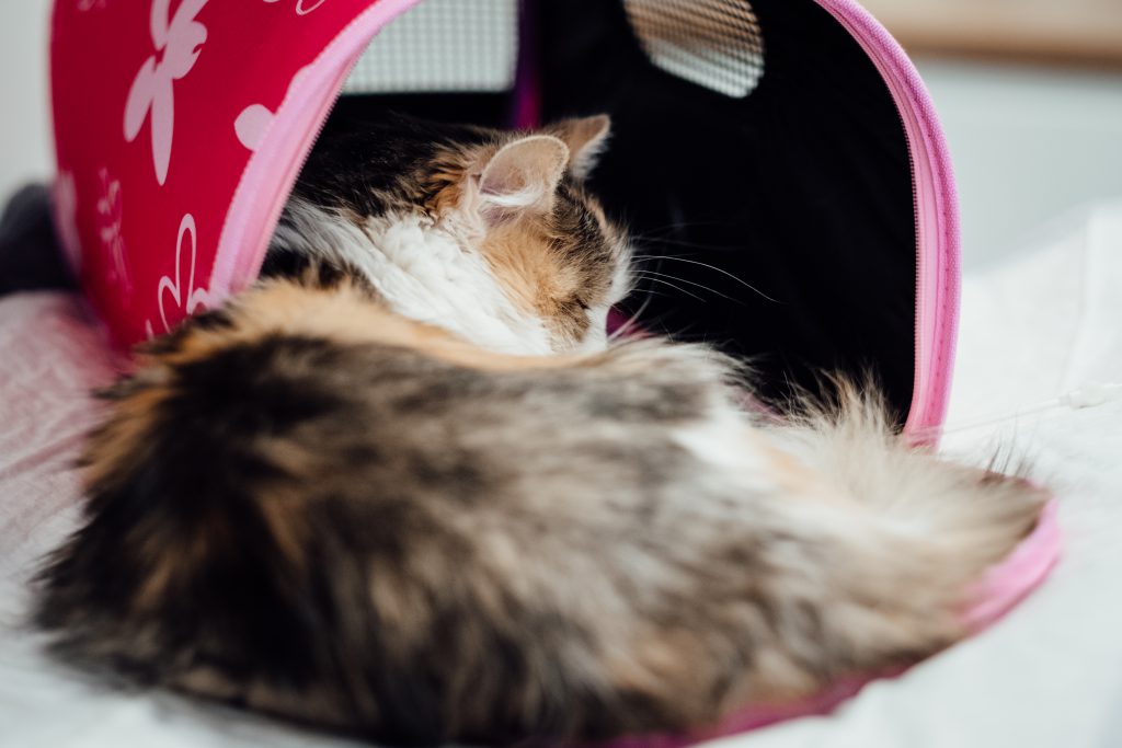 cat at a vet hospital 2 1024x683 - Invest seven Minutes a day to Get back your Testosterone Level