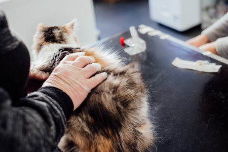 A cat at the vet - free stock photo