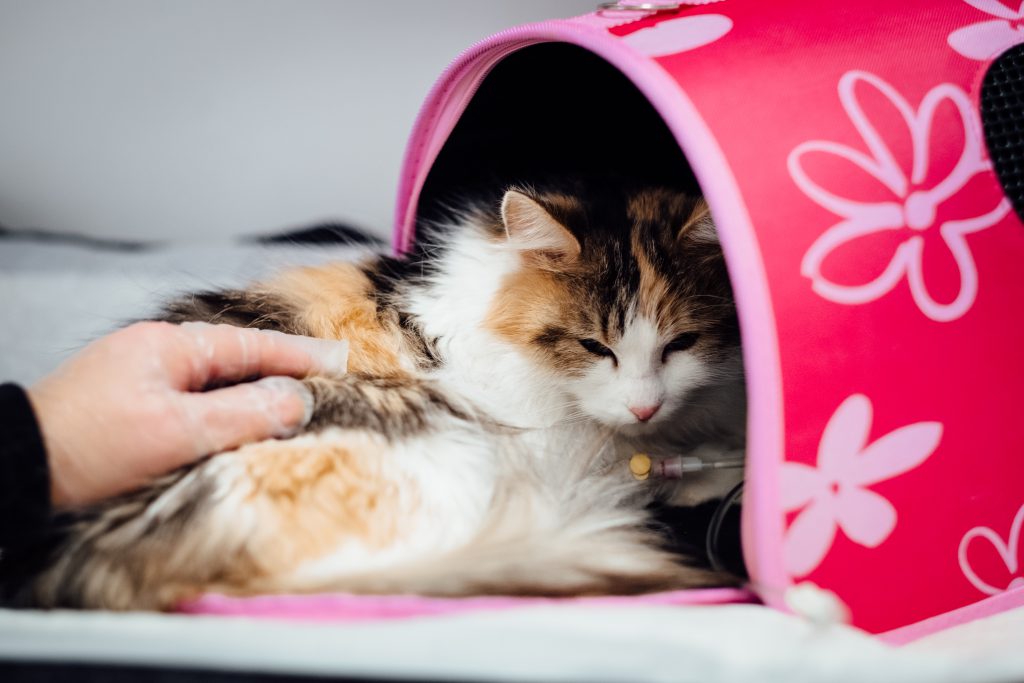 A cat having an IV fluid therapy - free stock photo