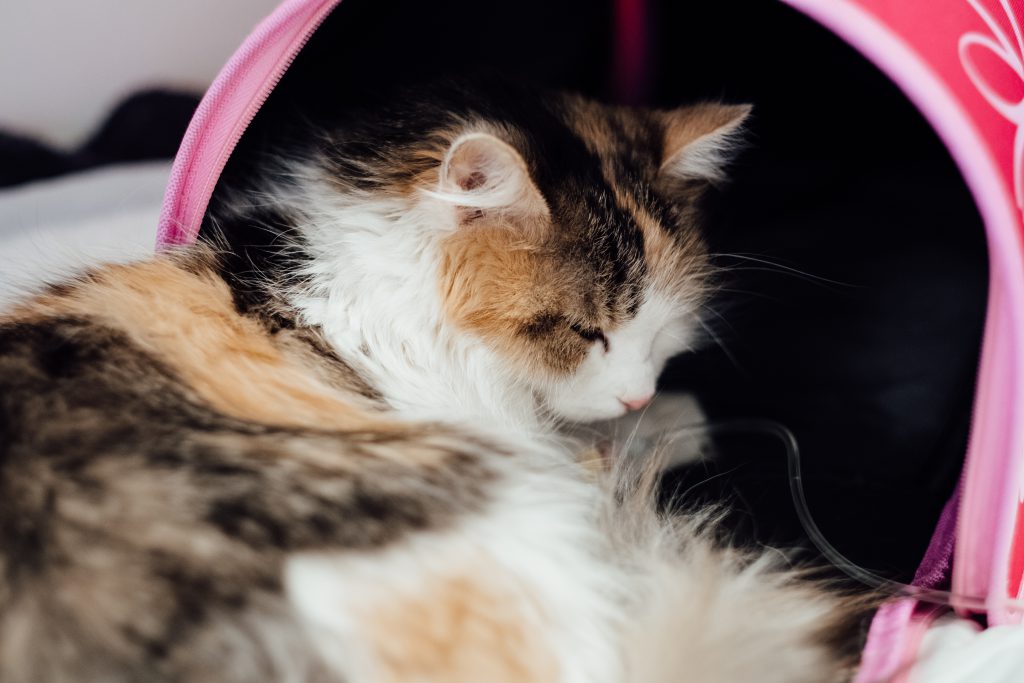 A cat having an IV fluid therapy 2 - free stock photo