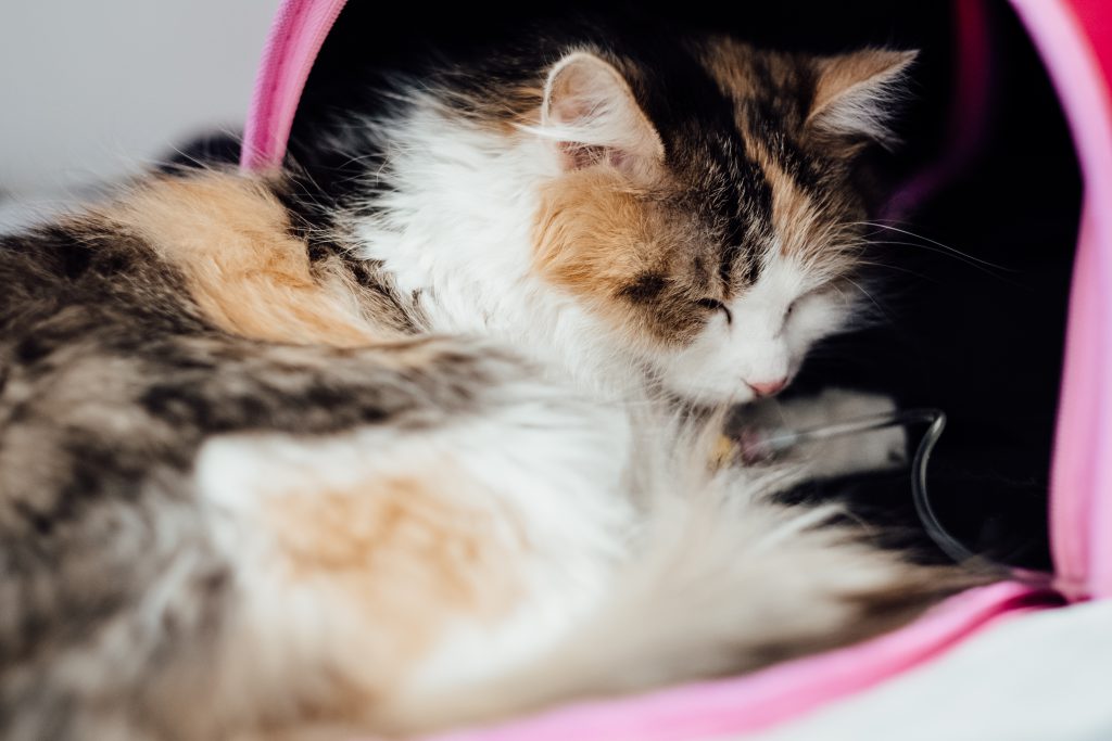 A cat having an IV fluid therapy 3 - free stock photo