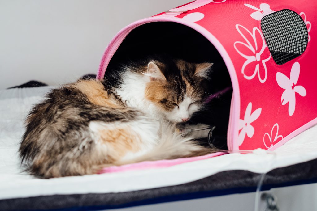 A cat having an IV fluid therapy 4 - free stock photo