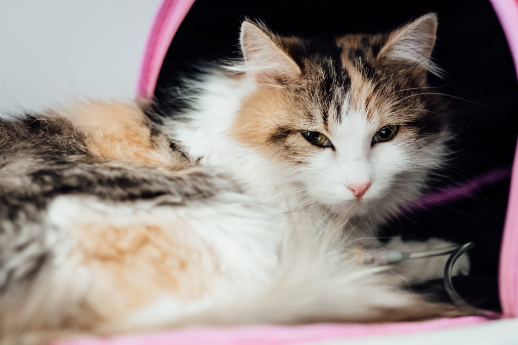 A cat having an IV fluid therapy 5 - free stock photo