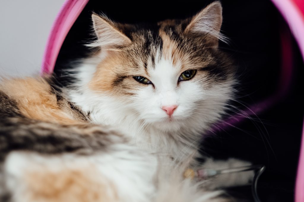 A cat having an IV fluid therapy 6 - free stock photo