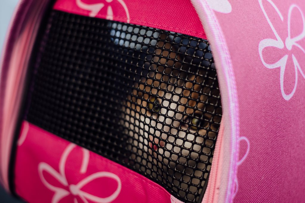 Cat in a carrier - free stock photo