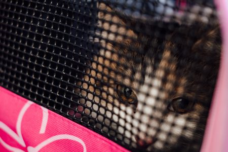 Cat in a carrier closeup - free stock photo
