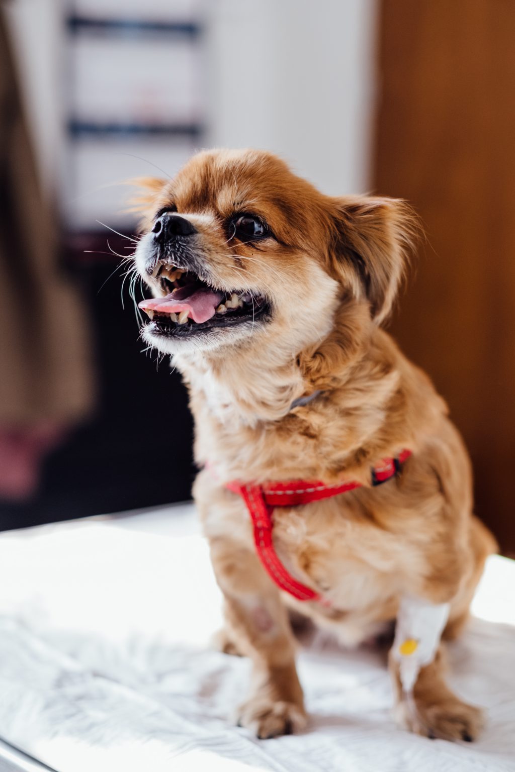 A dog at the vet - free stock photo