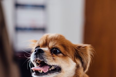 A dog at the vet - free stock photo