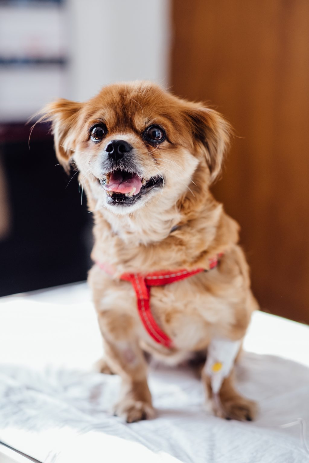 A dog at the vet 2 - free stock photo