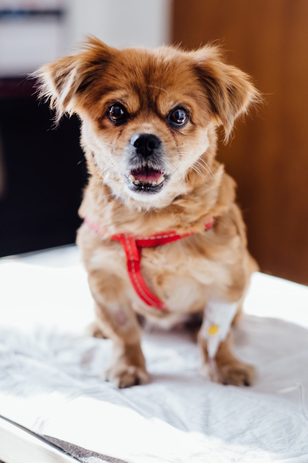 A dog at the vet 3 - free stock photo