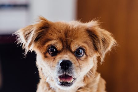 A dog at the vet 3 - free stock photo