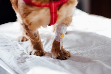 A dog having an IV fluid therapy - free stock photo