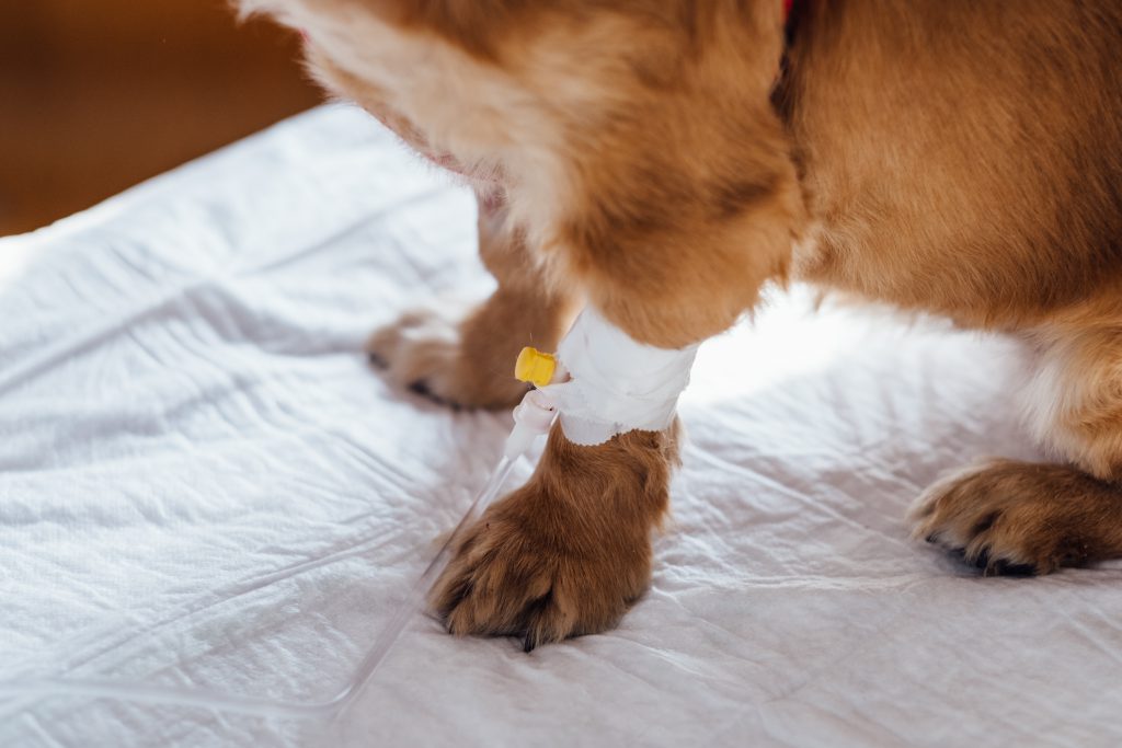 dog having an iv fluid therapy 2 1024x683 - Stress, Toxins &amp; Detoxification