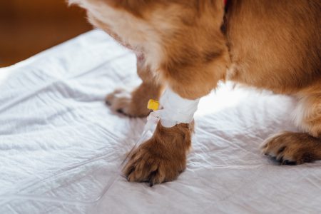 A dog having an IV fluid therapy 2 - free stock photo