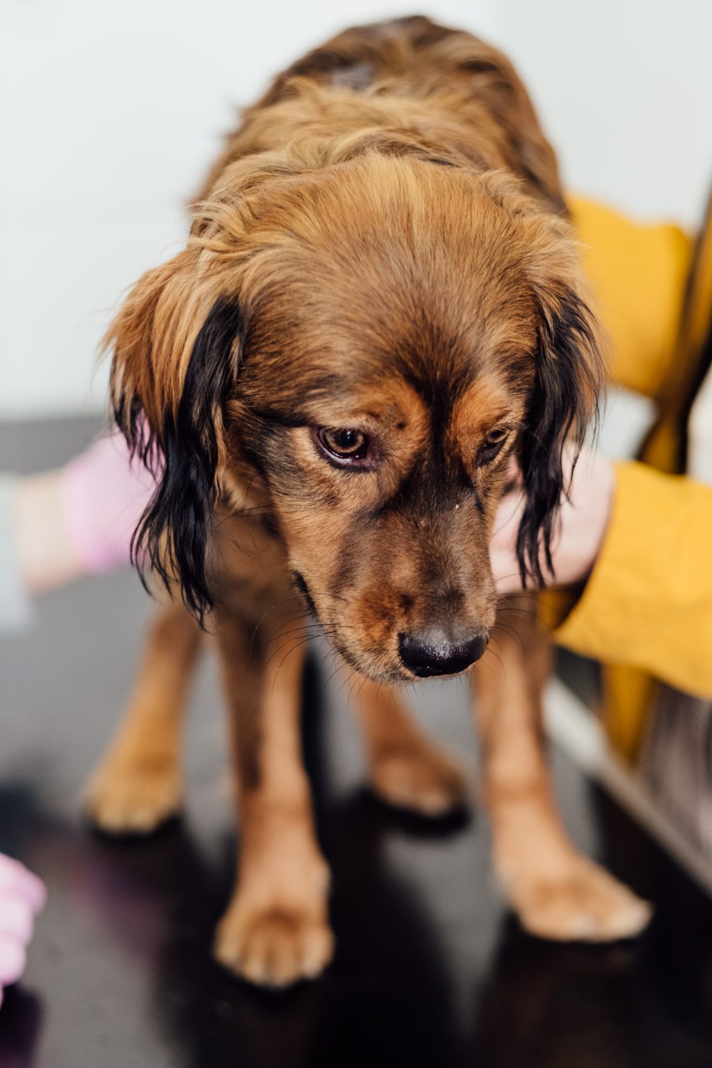 puppy during a vet examination 1024x1536 - Stress, Toxins &amp; Detoxification