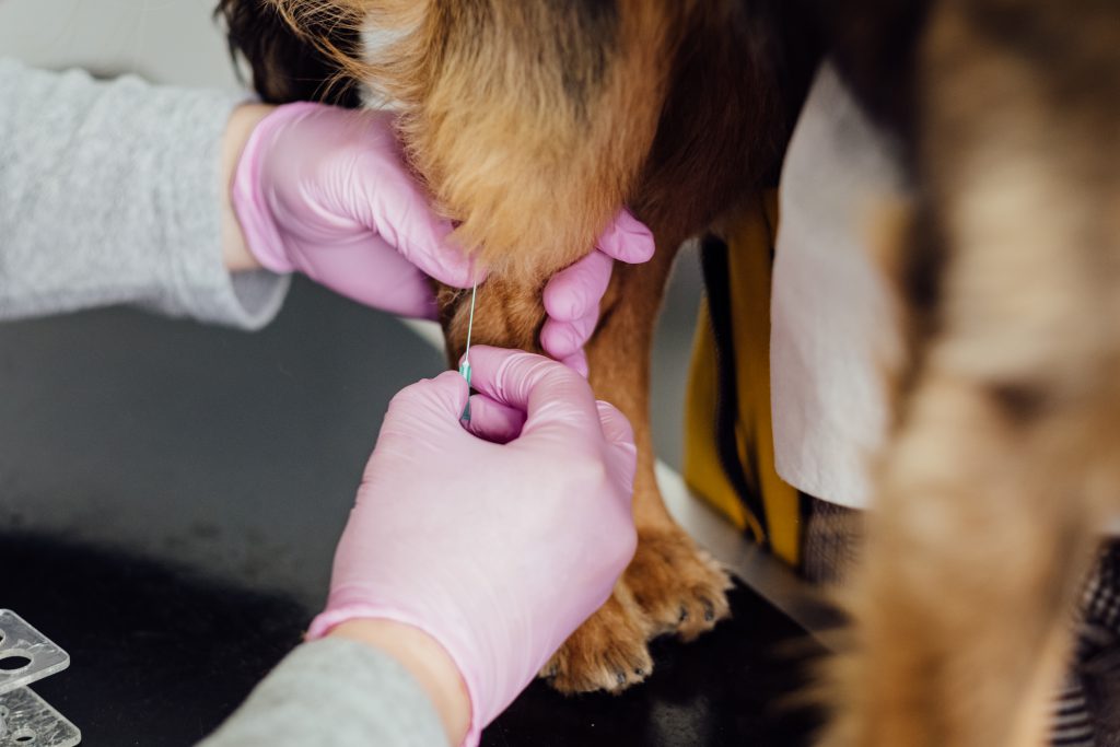 vet taking a blood sample from a dog 1024x683 - Diabetes and Over Normal Fasting Blood sugar Levels