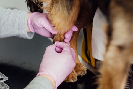 A vet taking a blood sample from a dog - free stock photo
