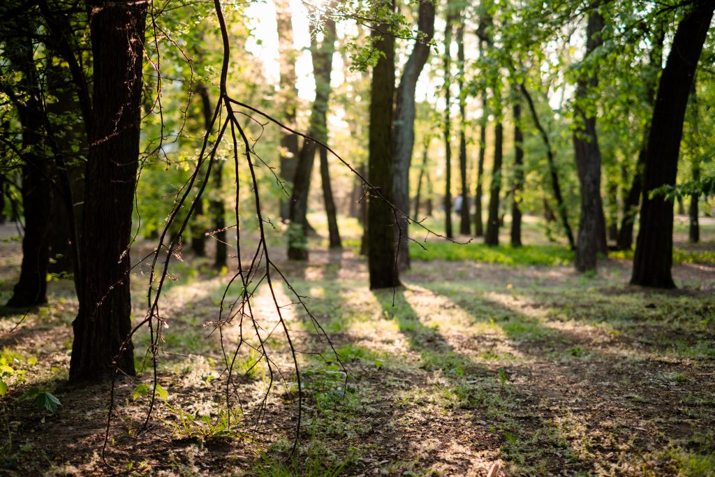 broken_tree_twig_in_the_park-1024x683.jp