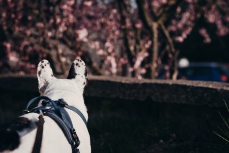 French Bulldog in a harness 2 - free stock photo