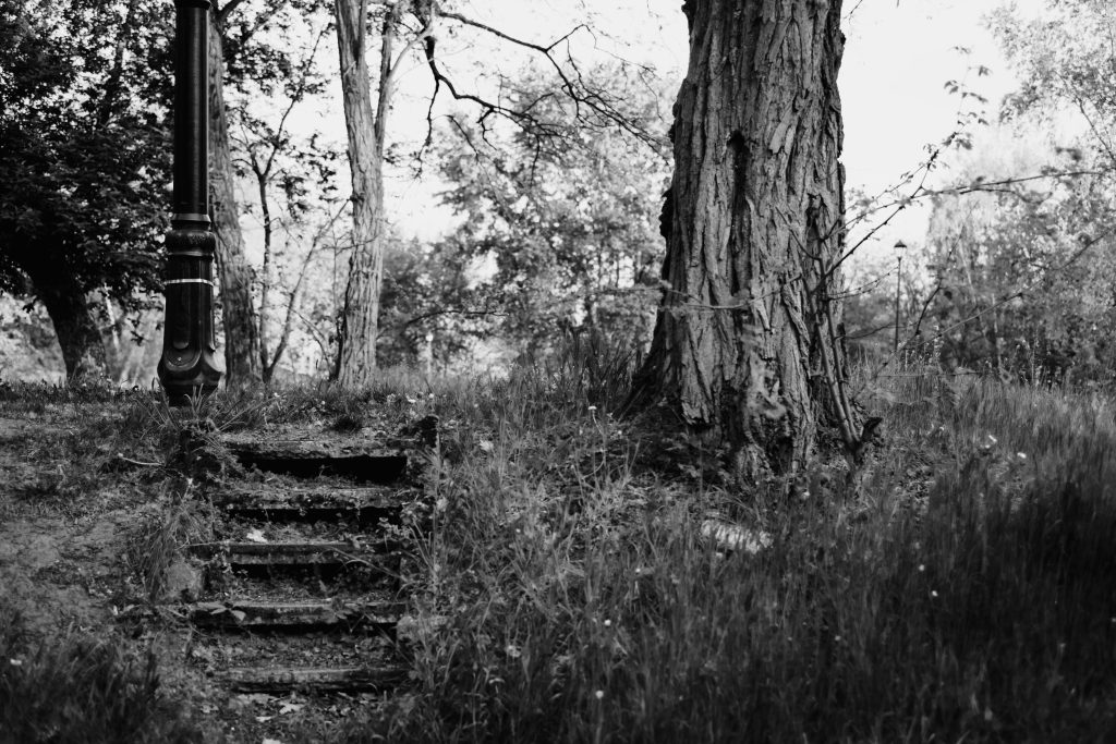 Old steps in the park - free stock photo