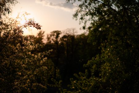 Trees and pollen at sunset - free stock photo