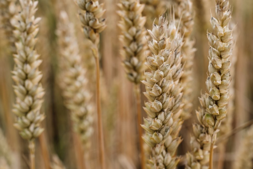Wheat closeup - free stock photo