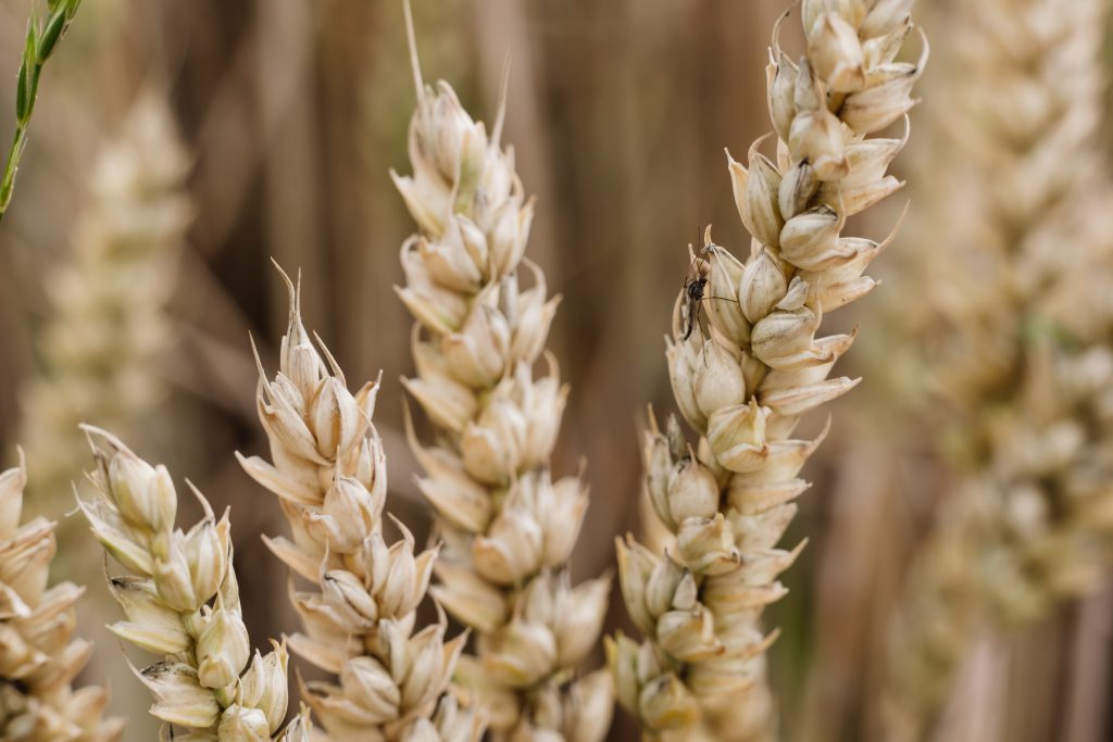 Bunga Papan Ucapan Selamat Semarang: Solusi Kreatif Untuk Menyampaikan Rasa Syukur