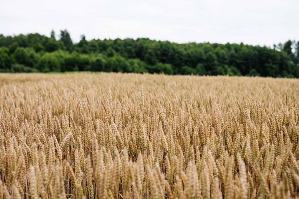 Wheat field 2 - free stock photo