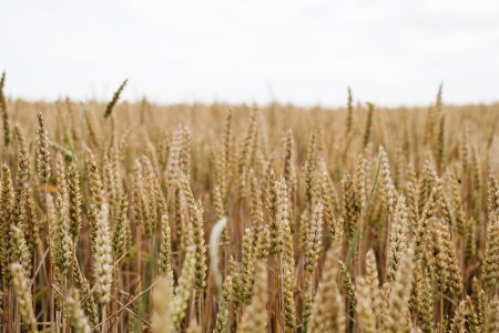 Wheat field closeup - free stock photo