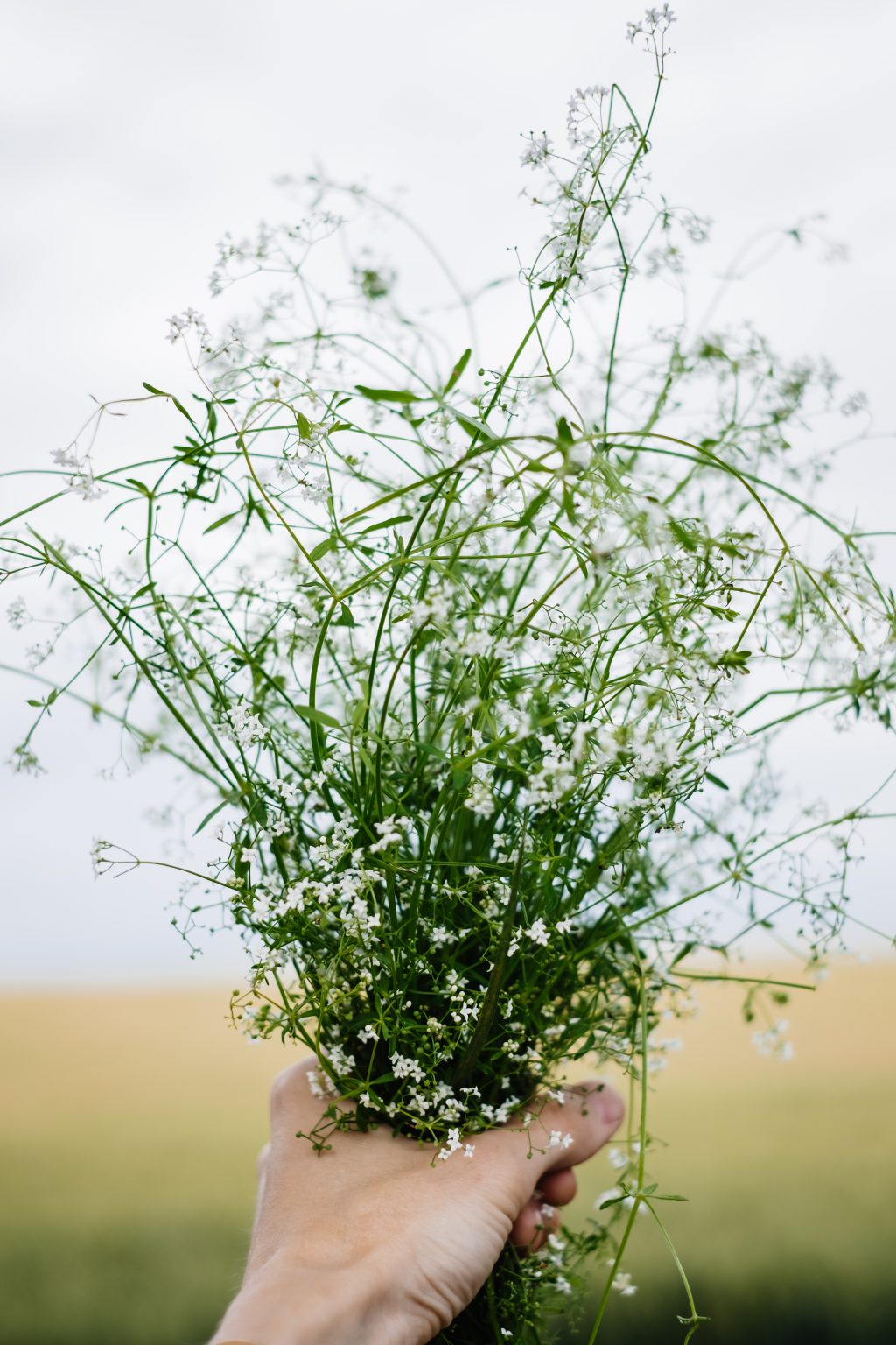 Wild flowers bouquet in a female hand 4 - free stock photo