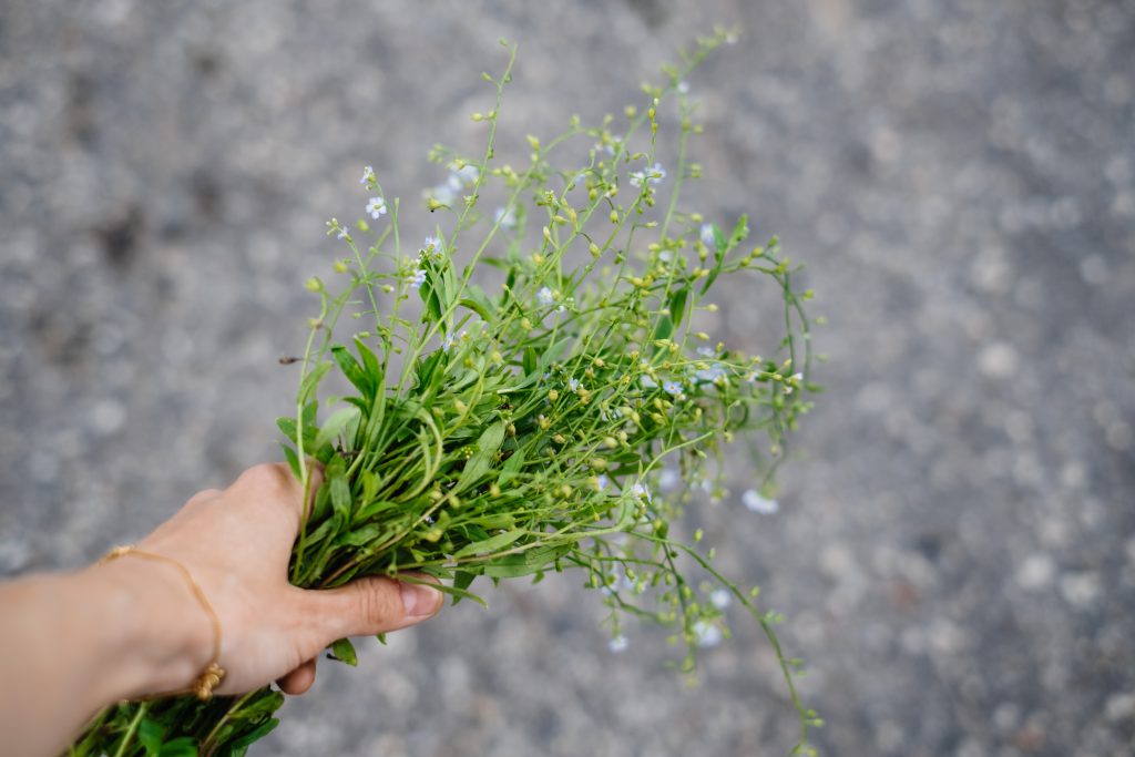 Wild forget-me-not flowers in a female hand - free stock photo