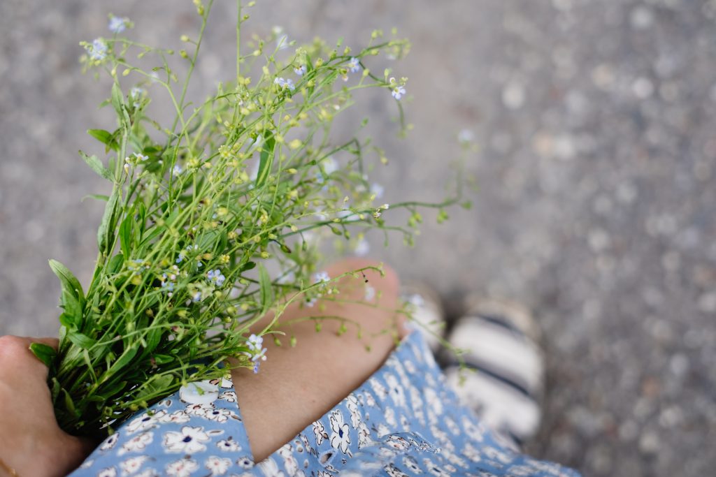 Wild forget-me-not flowers in a female hand 2 - freestocks.org - Free ...