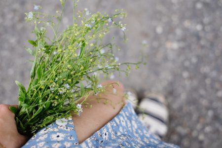 Wild forget-me-not flowers in a female hand 2 - free stock photo