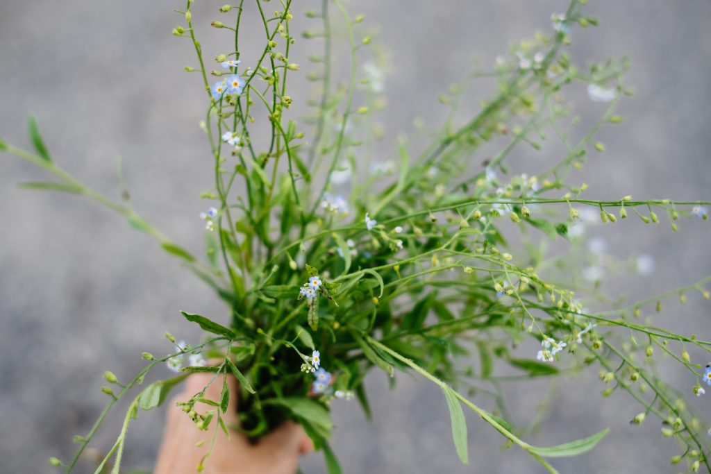 Three Ways To Simplify Cat's Tongue Plant